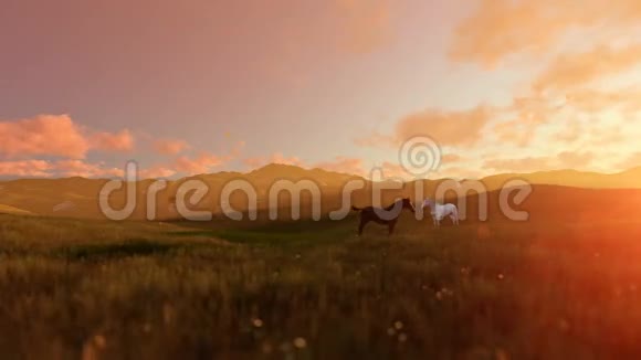 两匹马在绿色的草地上美丽的日出视频的预览图