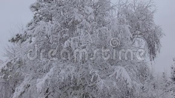 雪中的树视频的预览图