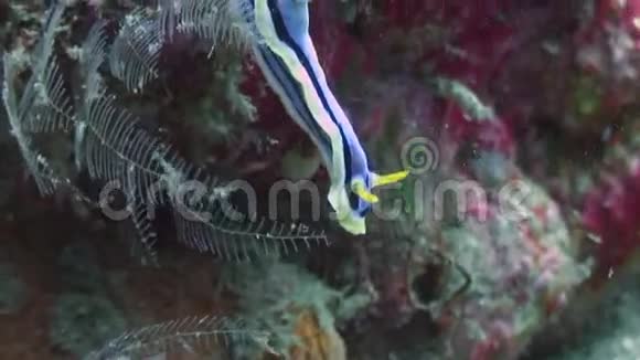 菲律宾海洋水下的海视频的预览图