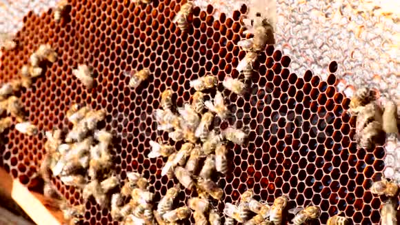 蜂窝上的蜜蜂视频的预览图