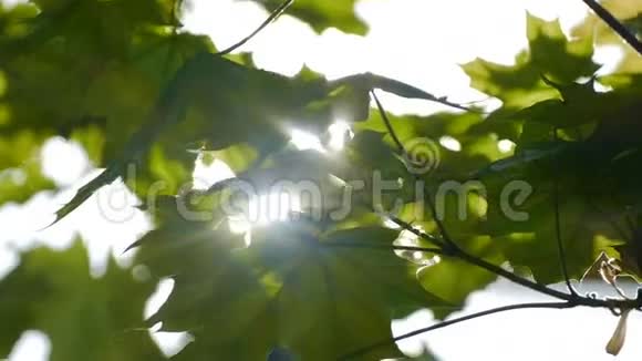 一缕阳光穿过树叶慢动作视频视频的预览图