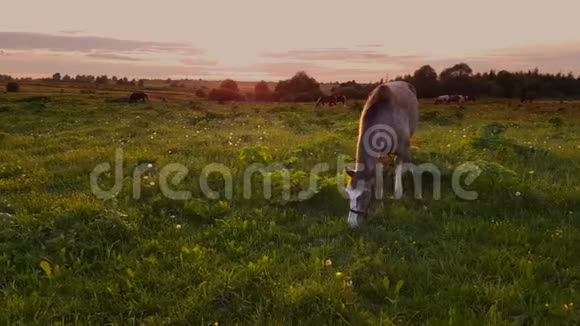 日落时在草地上放牧的马视频的预览图