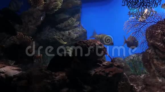 巴塞罗那水族馆视频的预览图