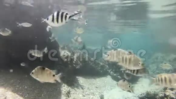 塞舌尔海下和海面上的分离景色视频的预览图