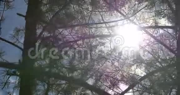 阳光透过树叶滑块拍摄4K视频的预览图
