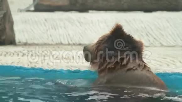 北极熊正在布拉格动物园的内部游泳视频的预览图