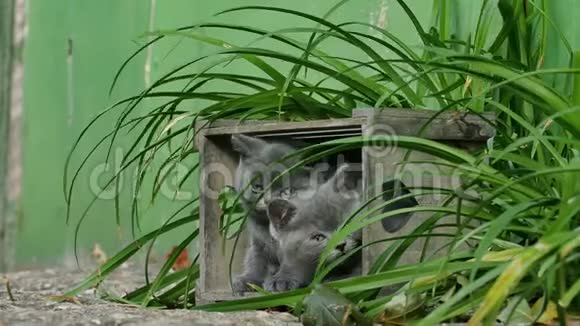 小猫在户外玩耍视频的预览图
