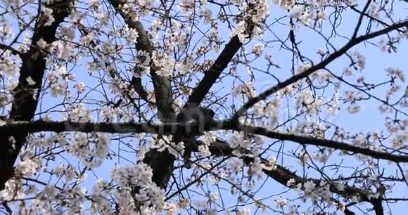 东京手持设备的KoishikawaKourakuen公园樱花视频的预览图