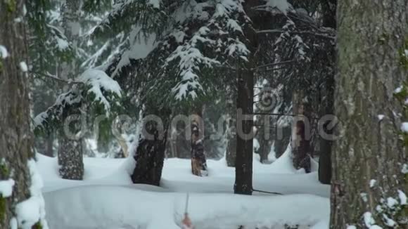 冬天森林里下雪的天气视频的预览图