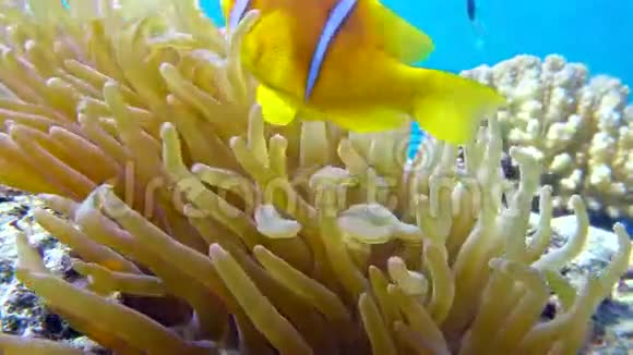 小丑鱼在海葵附近红海埃及视频的预览图