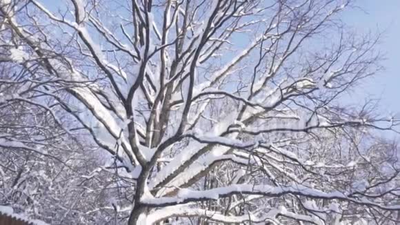 降雪时的冬季森林景观视频的预览图