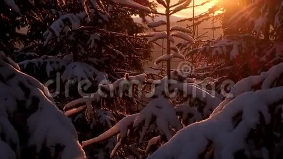 日落时被雪覆盖的神奇冬林视频的预览图