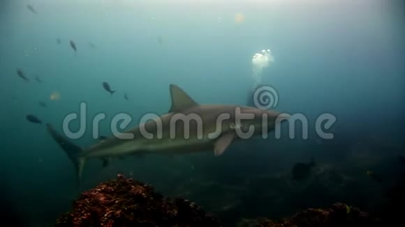 加拉帕戈斯鲨鱼惊人的捕食者和潜水员在海底视频的预览图