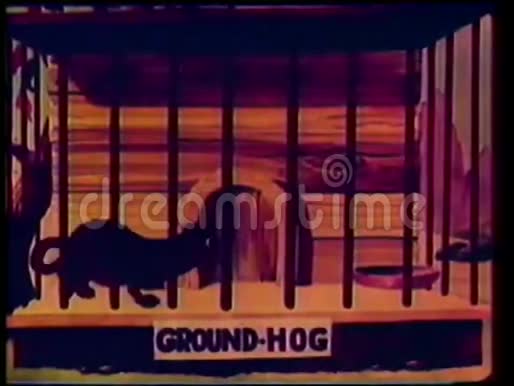 在笼子里踱步土拨鼠的漫画视频的预览图
