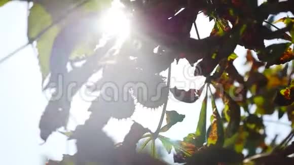 太阳穿过树枝视频的预览图