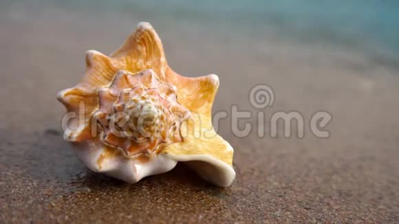 沙滩上的海螺壳视频的预览图