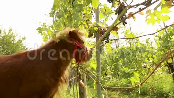美丽的棕马吃葡萄小马在意大利的葡萄园吃葡萄特写镜头视频的预览图