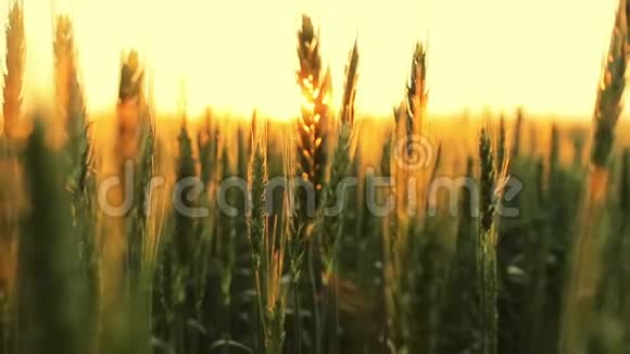 小麦的栽培视频的预览图