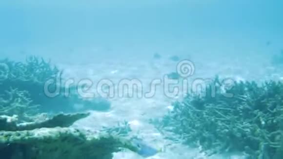 水下观赏死珊瑚礁和美丽的鱼类偷东西马尔代夫视频的预览图