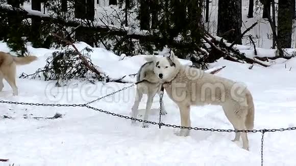 西伯利亚哈士奇雪橇狗等着跑视频的预览图