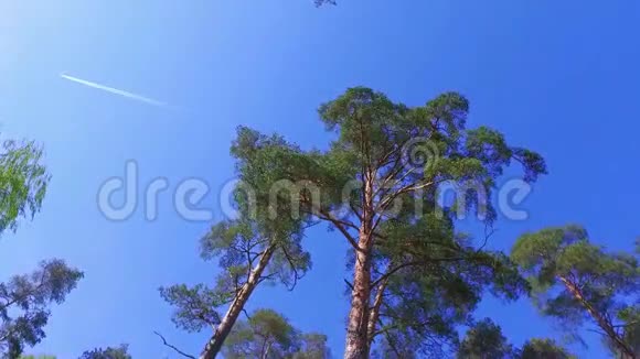 大绿树从下面看慢动作稳定镜头视频的预览图