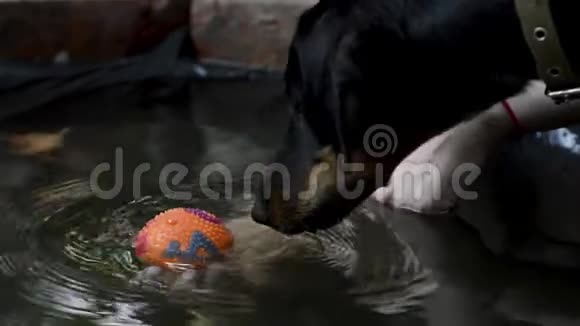 可爱的黑色和棕色的达奇猎犬视频的预览图