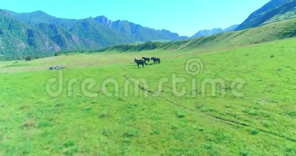 在草地上飞过野马群春山野自然自由生态概念视频的预览图