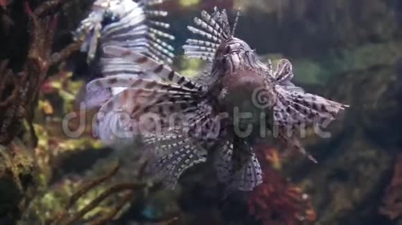 巴塞罗那水族馆视频的预览图