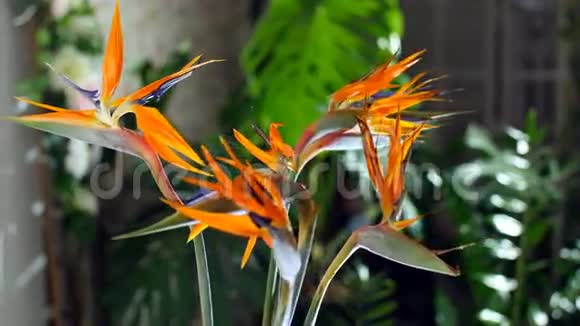 花束在光线的照射下旋转着由斯特里西亚组成在背景下有很多绿色植物视频的预览图