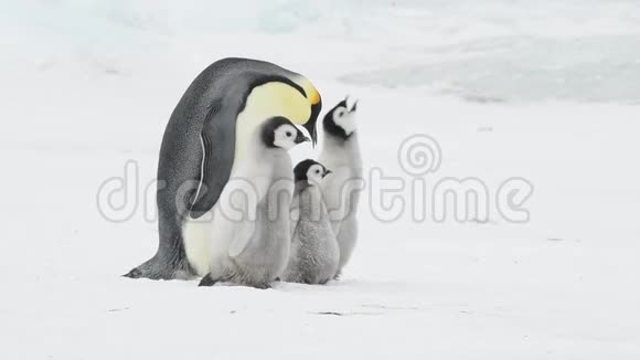 南极洲有两只小鸡的帝企鹅视频的预览图