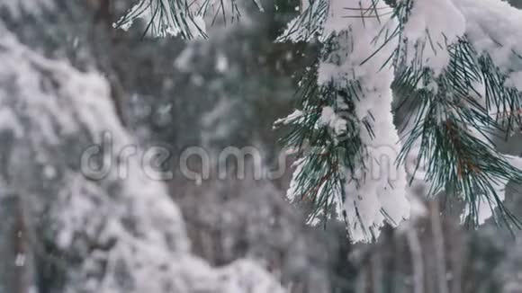 冬天的松林里有白雪覆盖的树枝圣诞树慢动作视频的预览图