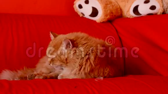 家猫洗澡视频的预览图