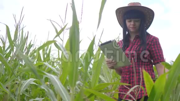 智慧生态农业养殖理念农民生活方式女孩植物研究人员在检查时使用和触摸平板电脑视频的预览图