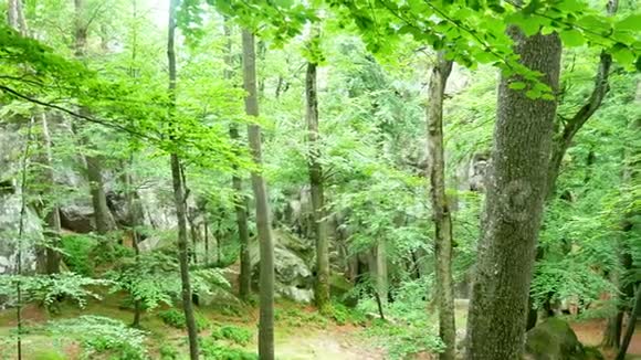 森林绿色自然阳光视频的预览图
