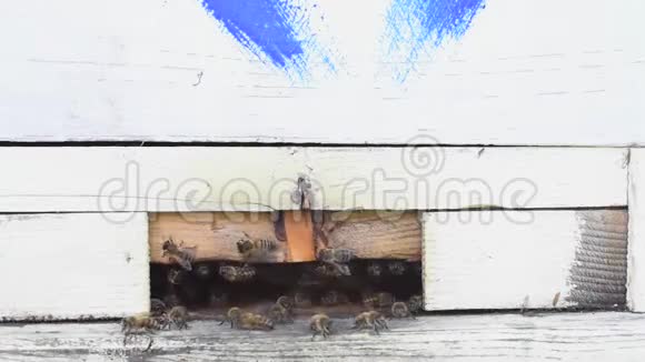 蜜蜂在夏天采集花蜜然后把它带到蜂巢视频的预览图