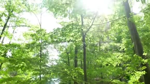 森林绿色自然阳光视频的预览图