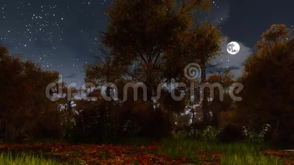 月圆之夜四季分明的秋林视频的预览图