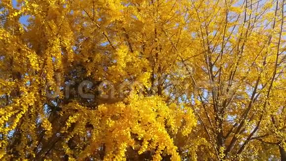 秋天在新鲜空气中移动的五颜六色的黄色绿色和橙色叶子视频的预览图