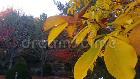 秋天在新鲜空气中移动的五颜六色的黄色绿色和橙色叶子视频的预览图