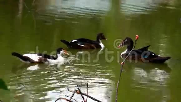 白鸭和黑鸭在池塘里游泳视频的预览图