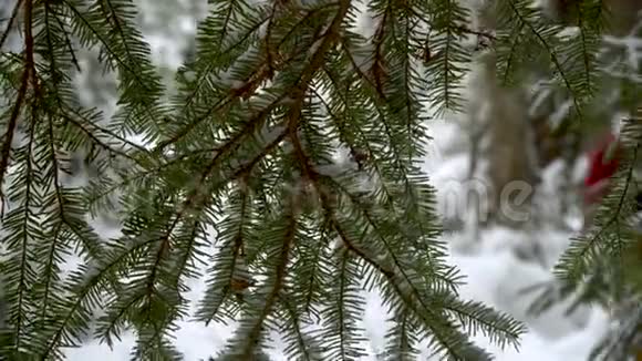 美丽的大自然和冬林视频的预览图