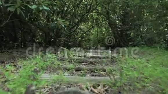 夏季热带雨林在最大的公园之一巴统佐治亚州视频的预览图