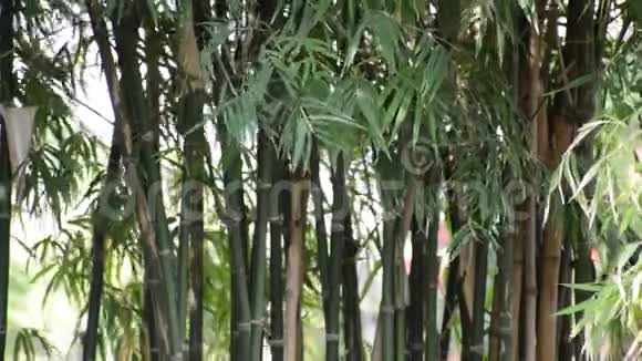 绿色的竹树视频的预览图