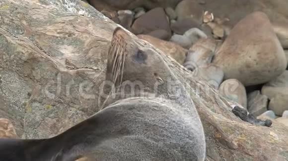 新西兰的海豹突击队视频的预览图