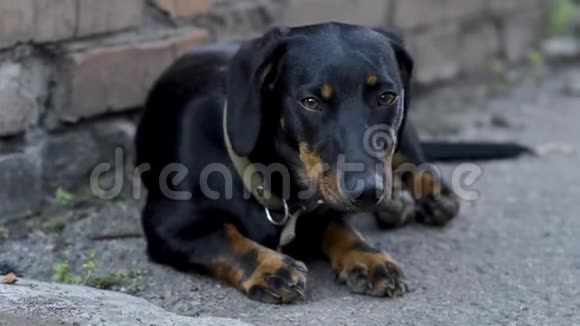 可爱的黑色和棕色的达奇猎犬视频的预览图