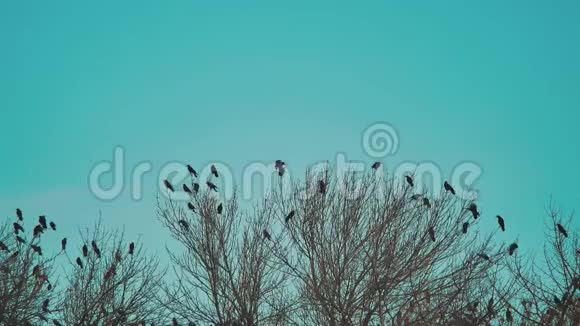 鸟儿啼叫生活方式蓝天秋天从树上起飞一群乌鸦黑鸟干树鸟鸟视频的预览图