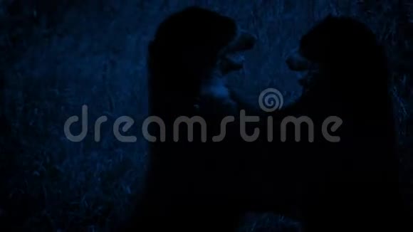 熊在荒野中夜间战斗视频的预览图
