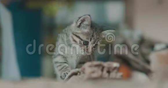 可爱的小猫视频的预览图