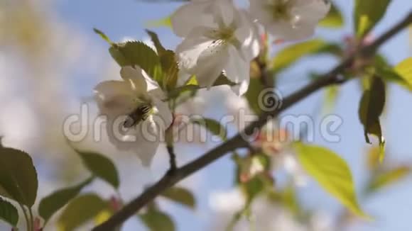 蜜蜂收集花粉和花蜜作为整个蜂群的食物给植物和花授粉春季视频的预览图
