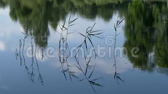 宁静的森林湖上的夏日风景视频的预览图